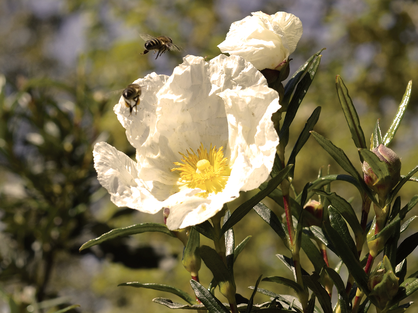 flor de jara